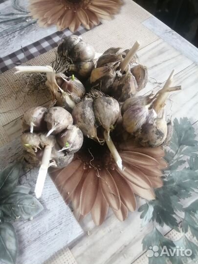 Грибы лисички