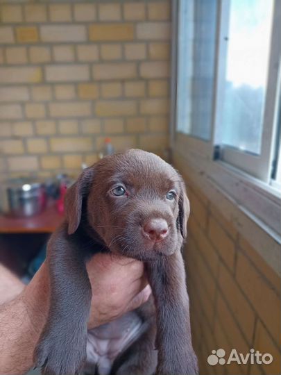 Щенки лабрадора шоколадные
