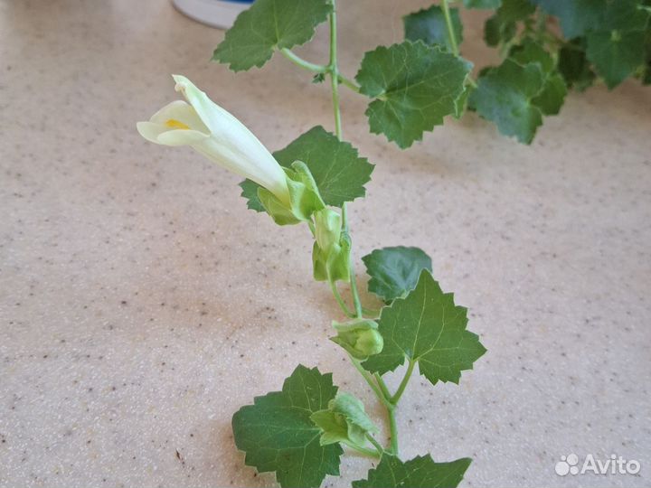 Лофоспермум (лофос)