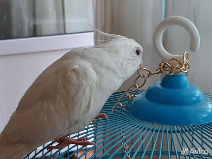 Попугаи карелла самец и самка