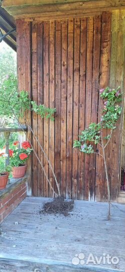 Роза Васагейминг, кусты, почвопокровники
