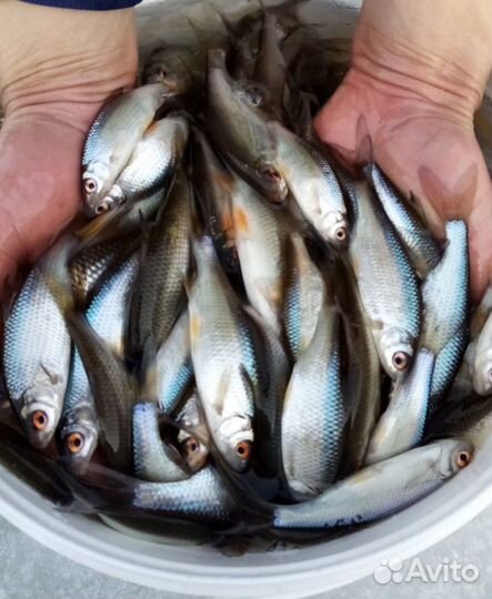 Живец плотва (сорога), пескарь