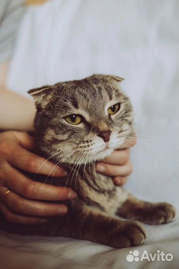 Кошка