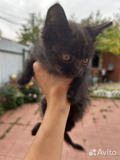 Котенок мальчик бесплатно