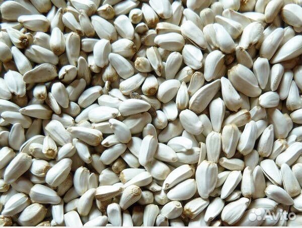 Закупаю софлор