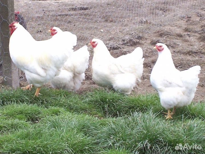 Куры несушки породы Леггорн