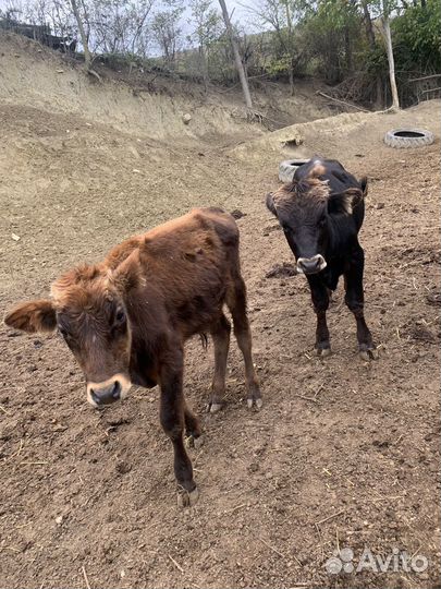 Телки и бычки