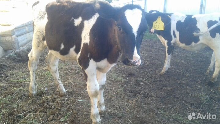 Бычок 5 месяцев