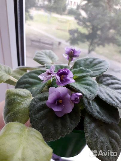 Фиалки комнатные