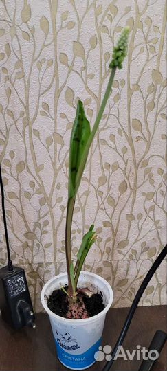 Дримиопсис