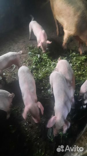 Поросята