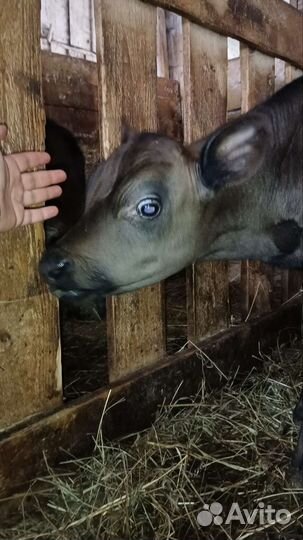 Бычок Джерси 75