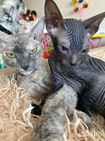 Донской сфинкс