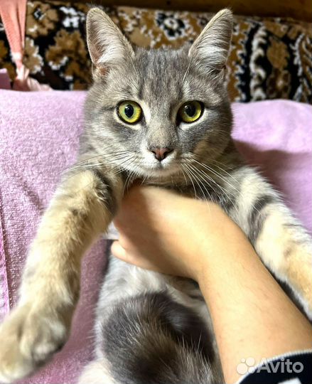 Котёнок стерилизованная девочка