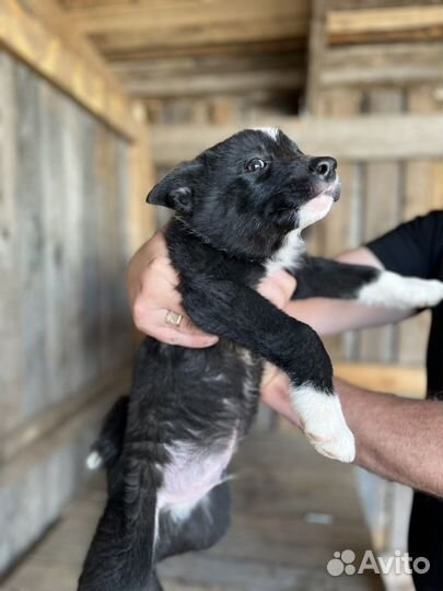 Щенки русско европейской лайки