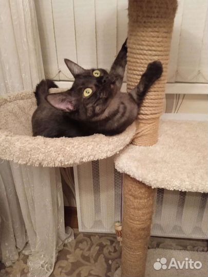 Кошки в добрые руки