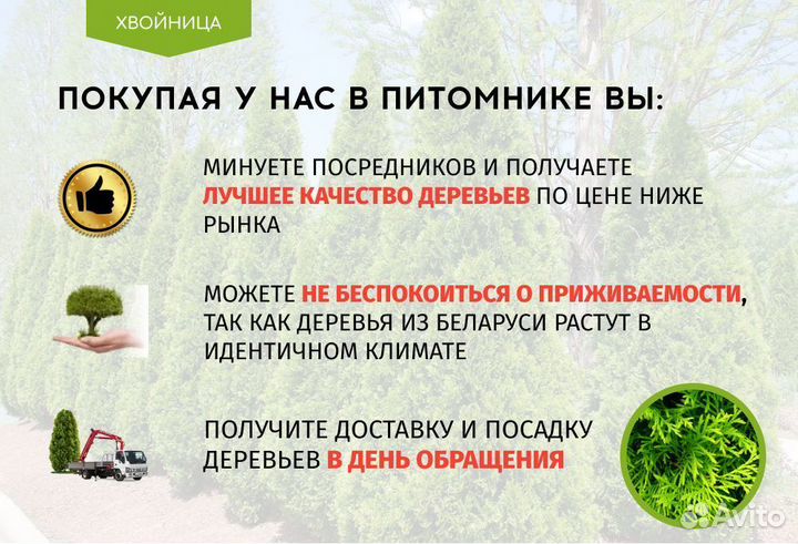 Туя Смарагд 2,8 м