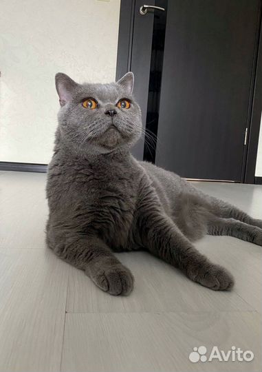 Передержка животных