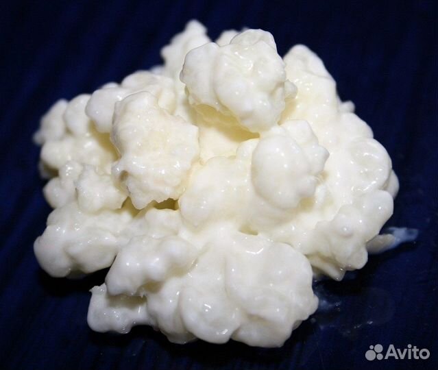 Тибетский молочный (кефирный) гриб