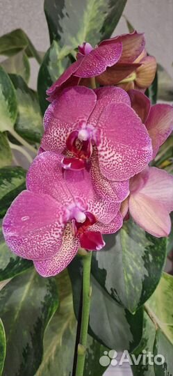 Орхидея Фаленопсис Рауль