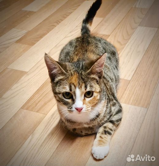 Кошка Веста