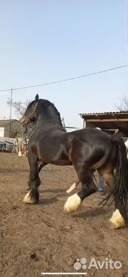 Владимирский тяжеловоз Продажа и Случка