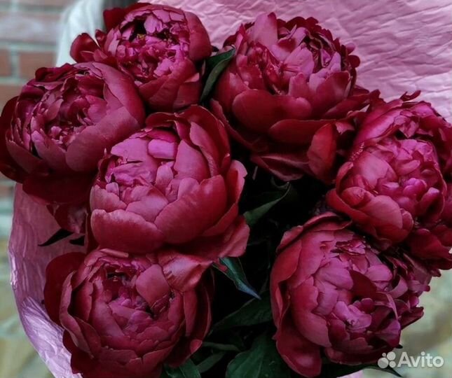 Корни пионов оптом. Голландия