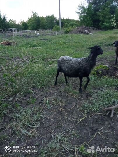 Овца. Романовская порода