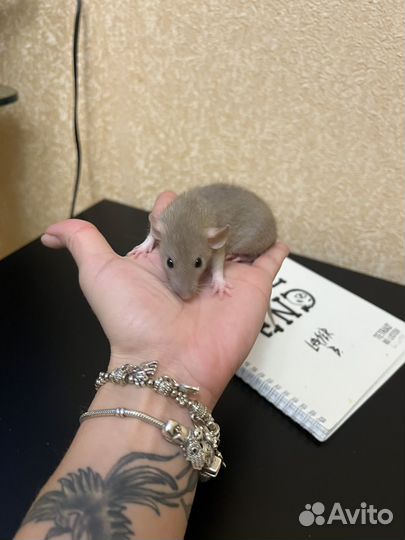 Крысята дамбо