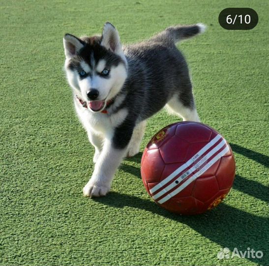 Сибирская хаски