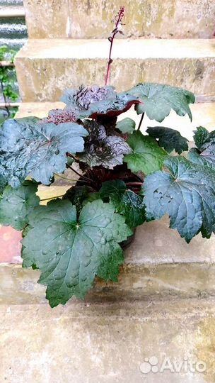 Гейхера в горшке