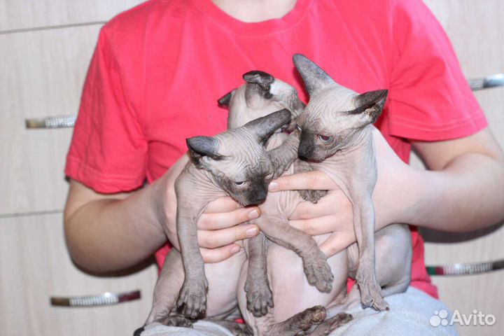 Красивые лысики
