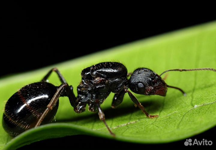 Муравьи для фермы (Messor structor)