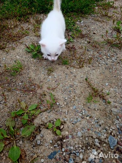 Котята в добрые руки 1 месяц