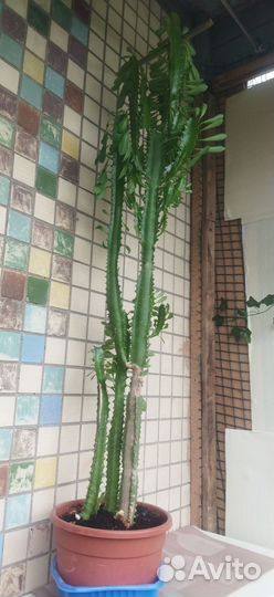 Кактус молочай