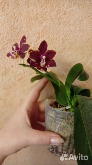 Орхидея фаленопсис Lioulin Amber x OX Red Lion