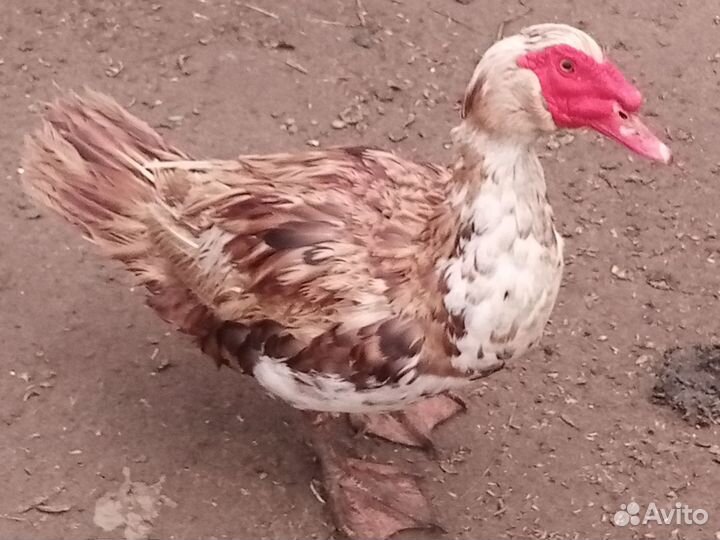 Домашняя птица