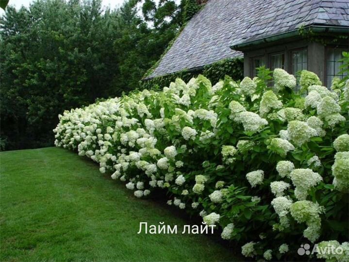 Гортензия метельчатая Лайм лайт