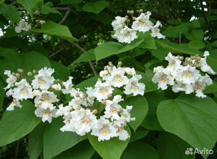 Саженцы катальпы