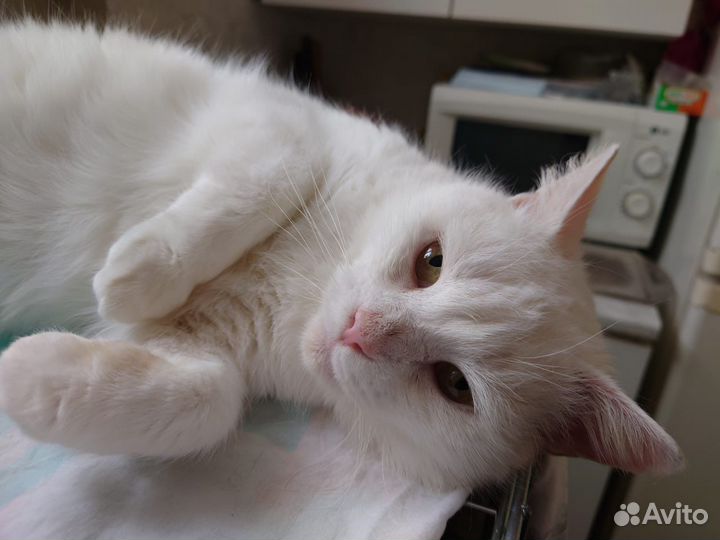 Белая кошка