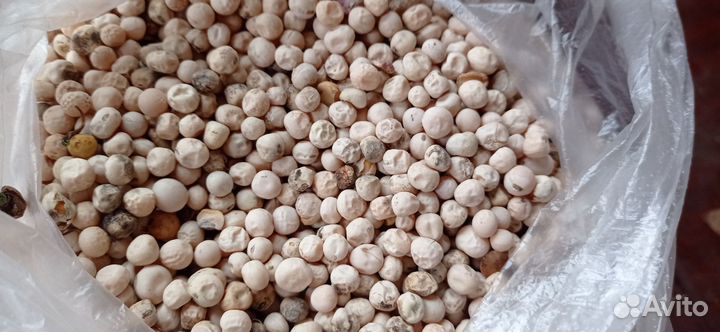 Горох кормовой