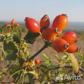 Саженцы шиповника с комом и другие растения