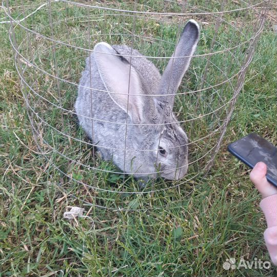 Кролики Стрекачи