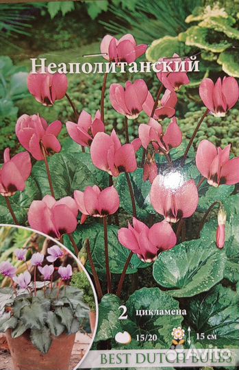Цикламен неаполитанский