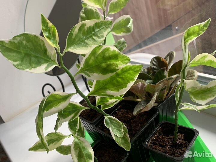 Горшечные домашние растения