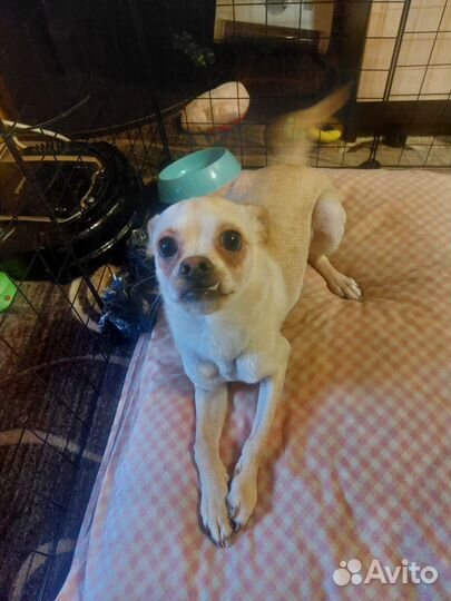 Отдам в добрые руки