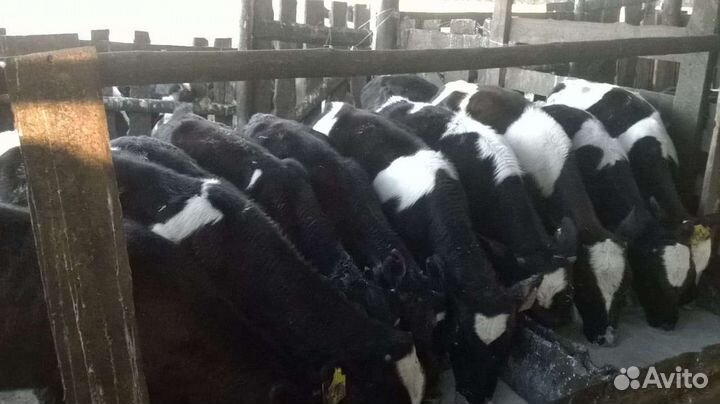 Бычки на откорм