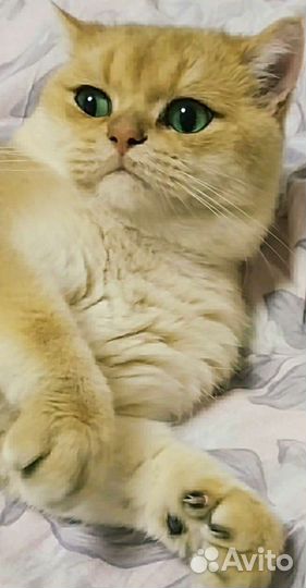 Кот в сапогах)
