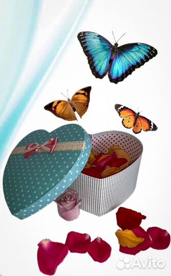 Салют из живых тропических бабочек