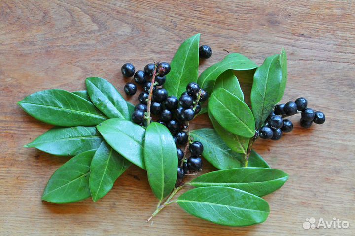 Лавровишня Лекарственная и Лузитанская, семена